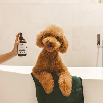 kooa Scented Fur Mist Sprayflasche, gehalten neben einem Hund in einer Badewanne. Produkt für Fellpflege sichtbar.