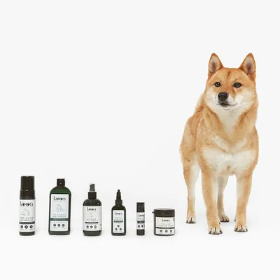 kooa Pflegeprodukte für Haustiere: Trockenshampoo, Shampoo, Spray, Öl und Nahrungsergänzungsmittel. Produkte in einer Reihe neben einem Hund.