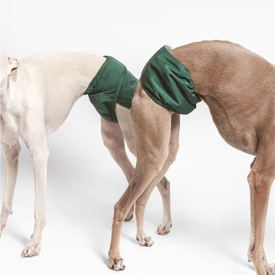 Zwei Hunde tragen grüne Hundewindeln, die den hinteren Bereich abdecken. Produkt zeigt Anwendung und Passform der Windeln.