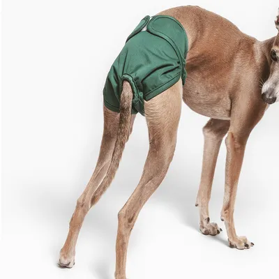 Hund trägt eine grüne, wiederverwendbare Hundewindel mit Klettverschluss.
