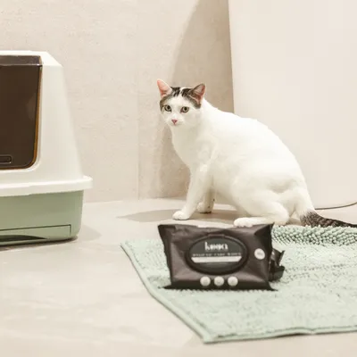 kooa Reinigungstücher für Haustiere auf grünem Teppich neben einer Katzentoilette.