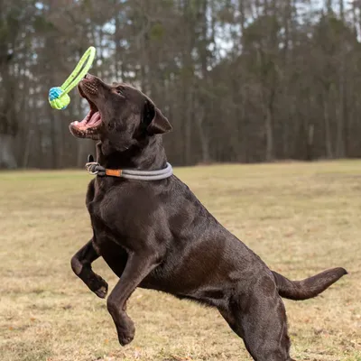 Kutya zöld és kék játékkal játszik egy réten. A termék egy kutyajáték használatát mutatja.