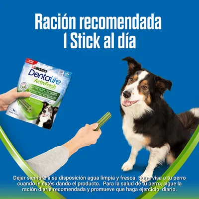Purina Dentalife ActivFresh para perros, ración recomendada 1 stick al día. Imagen de paquete y stick ofrecido a un perro. Texto: dejar siempre agua limpia y fresca disponible.