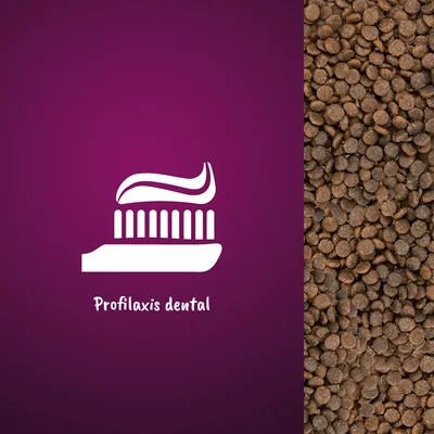 Icono de cepillo de dientes con pasta y texto 'Profilaxis dental' junto a croquetas marrones de pienso.