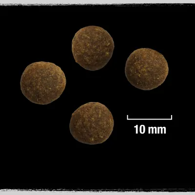 Four round brown kibble pieces shown with a 10 mm size scale for reference