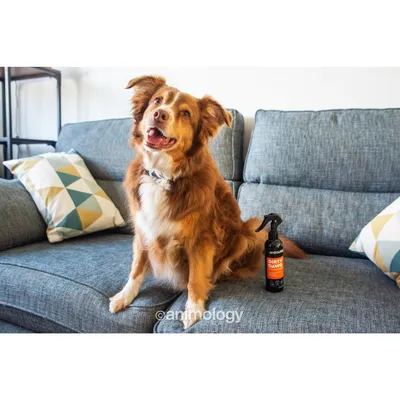 Dog sitting on a sofa next to a bottle of Animology Dirt Dawg spray, showing product use in a home setting.