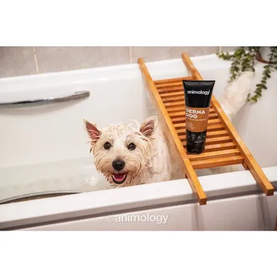 Wet dog in a bath next to a tube labelled 'Animology Derma Dog', showing use of the shampoo product during bathing.