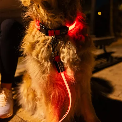 Collier et laisse lumineux rouges pour chien, marque Nomad Tales visibles, portés par un chien à poils longs en extérieur de nuit.