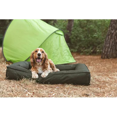 Hund liegt auf einem dunkelgrünen Hundebett vor einem grünen Zelt in einer Waldumgebung.