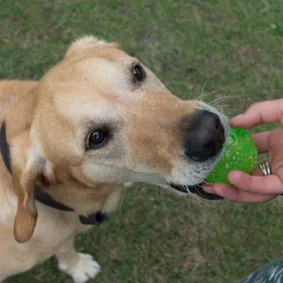 Hand hält grünen Ball aus Gummi, Hund im Hintergrund auf einer Wiese.