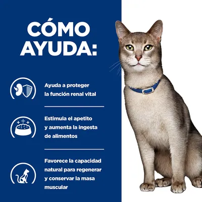 Cómo ayuda: protege la función renal vital, estimula el apetito y aumenta la ingesta de alimentos, favorece la capacidad para regenerar y conservar la masa muscular. Imagen de un gato.