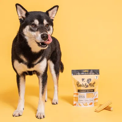 Dog standing beside a pack of Pooch & Mutt peanut butter vegan dental sticks and several loose sticks, showing product use and packaging.