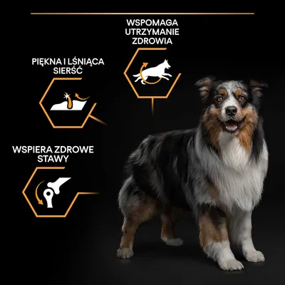 Pies z trzema ikonami i tekstem: piękna i lśniąca sierść, wspiera zdrowe stawy, wspomaga utrzymanie zdrowia. Grafika podkreśla korzyści dla psa.
