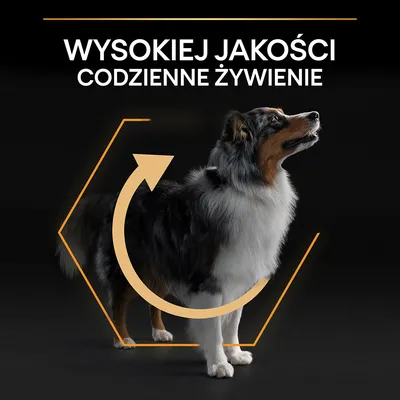 WYSOKIEJ JAKOŚCI CODZIENNE ŻYWIENIE – tekst na górze, poniżej pies średniej wielkości z graficzną strzałką wokół sylwetki. Tekst w języku polskim.