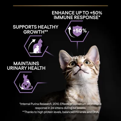ENHANCE UP TO +50% IMMUNE RESPONSE, SUPPORTS HEALTHY GROWTH, MAINTAINS URINARY HEALTH feliratok, lila ikonokkal, cica képe. Angol nyelvű szöveg látható.