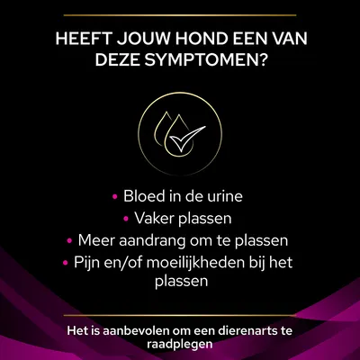 Symptomen bij honden: bloed in de urine, vaker plassen, meer aandrang om te plassen, pijn of moeite met plassen. Advies: raadpleeg een dierenarts.