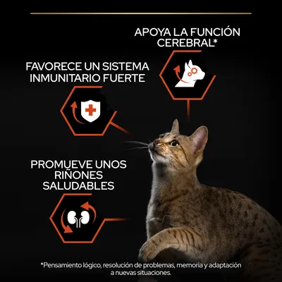 Apoya la función cerebral, favorece un sistema inmunitario fuerte y promueve unos riñones saludables. Imagen de gato con iconos y texto explicativo sobre beneficios. Apoya la función cerebral, favorece un sistema inmunitario fuerte y promueve unos riñones saludables. Imagen de gato con iconos y texto explicativo sobre beneficios.