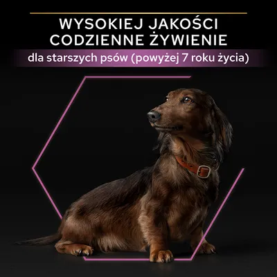 Wysokiej jakości codzienne żywienie dla starszych psów (powyżej 7 roku życia) – tekst na czarnym tle z psem rasy jamnik.