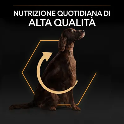 Testo: Nutrizione quotidiana di alta qualità. Cane marrone seduto con grafica a freccia circolare e contorno esagonale giallo sullo sfondo nero.