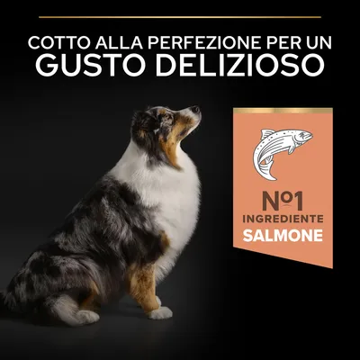 Cotto alla perfezione per un gusto delizioso. N°1 ingrediente salmone.
