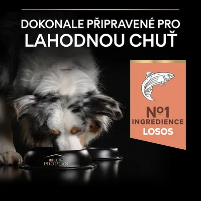 Text: Dokonale připravené pro lahodnou chuť. N°1 ingredience losos. Pes žerie z misky Purina Pro Plan.