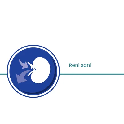 Icona stilizzata di un rene con frecce e testo visibile: Reni sani