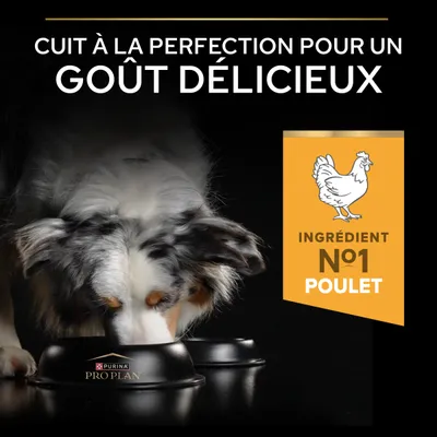 Purina Pro Plan nourriture pour chien, ingrédient principal n° 1 : poulet, cuit pour une saveur délicieuse. Le chien mange dans sa gamelle. Purina Pro Plan nourriture pour chien, ingrédient principal n° 1 : poulet, cuit pour une saveur délicieuse. Le chien mange dans sa gamelle.