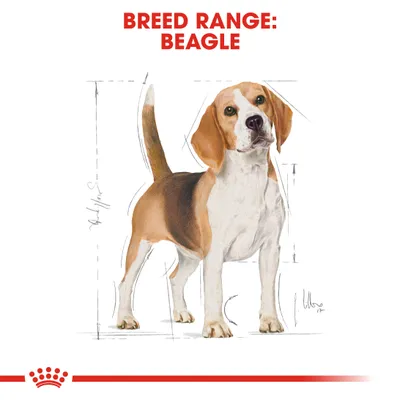 Illustration showing breed range for Beagle with outline measurements and anatomical sketch details.