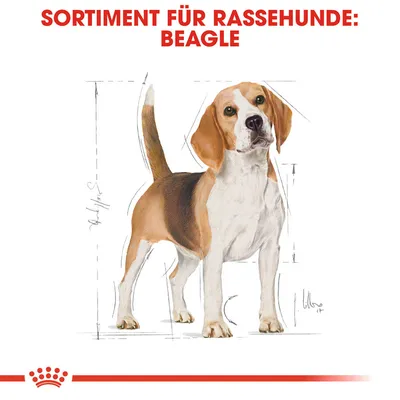 Sortiment für Rassehunde: Beagle. Illustration eines Beagles mit anatomischen Skizzen und Royal Canin Logo unten.
