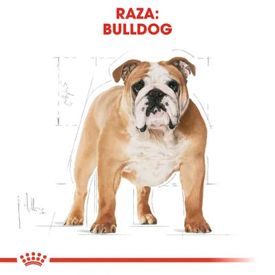 Texto visible: RAZA: BULLDOG. Imagen de un perro bulldog de pie, con fondo blanco y líneas de boceto alrededor. Marca Royal Canin en la parte inferior.