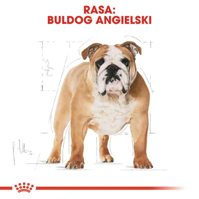 Rasa: buldog angielski. Ilustracja psa na białym tle z czerwonym napisem u góry.