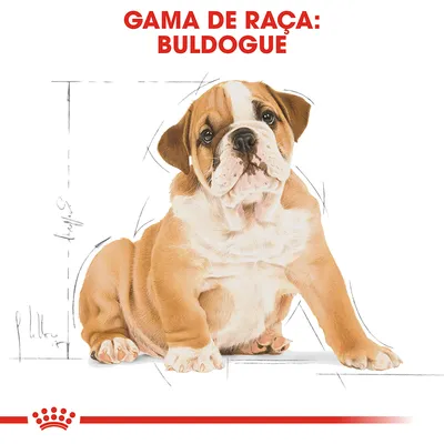 Texto visível: GAMA DE RAÇA: BULDOGUÊ. Ilustração de um cachorro sentado com linhas de esboço ao fundo e símbolo gráfico vermelho na parte inferior.