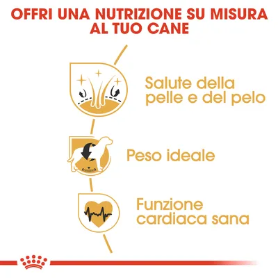 Offri una nutrizione su misura al tuo cane: salute della pelle e del pelo, peso ideale, funzione cardiaca sana.