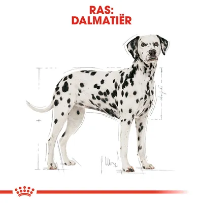 Illustratie van een Dalmatier met zwarte vlekken, bovenaan staat in rode letters: Ras: Dalmatiër.