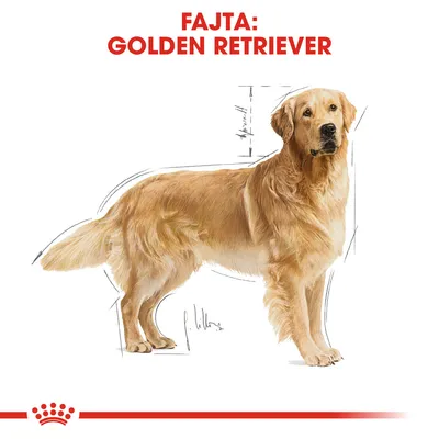 Fajta: GOLDEN RETRIEVER felirat, illusztráció egy golden retriever kutyáról, háttérben méretarányos vázlatvonalakkal.