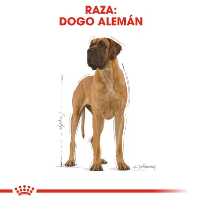 Perro de raza Dogo Alemán de pie, con texto en la parte superior: 'RAZA: DOGO ALEMÁN' y líneas de referencia para altura y proporciones.