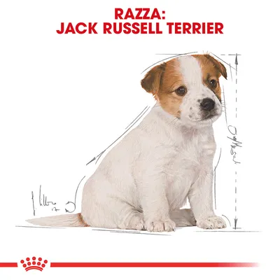 Royal Canin Jack Russell Puppy Crocchette per cane