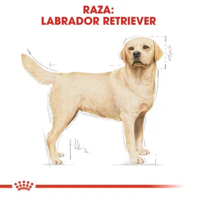 Ilustración de un perro con texto en la parte superior: 'Raza: Labrador Retriever'. Se muestran líneas de medidas alrededor del cuerpo del animal.