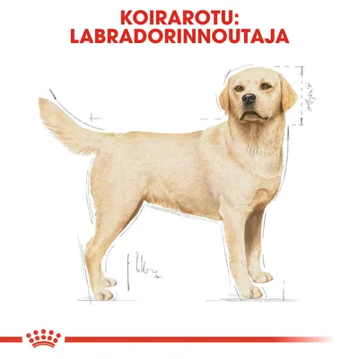 Koirarotu: labradorinnoutaja. Kuvassa vaaleanruskea labradorinnoutajan vartaloprofiili ja mittaviivoja rodun rakenteen esittelyyn.