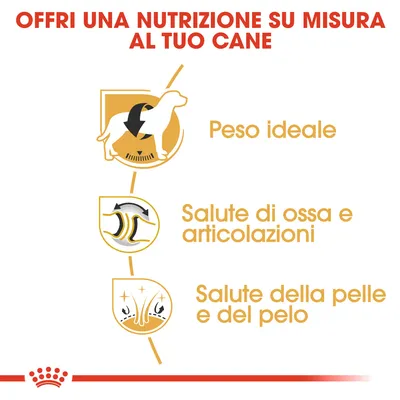 Offri una nutrizione su misura al tuo cane: peso ideale, salute di ossa e articolazioni, salute della pelle e del pelo.