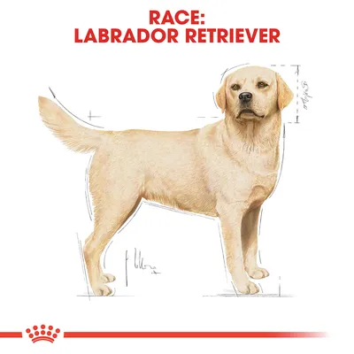 Illustration af hund med teksten: RACE: LABRADOR RETRIEVER. Hundens kropsform og proportioner er vist med opmålingsstreger.