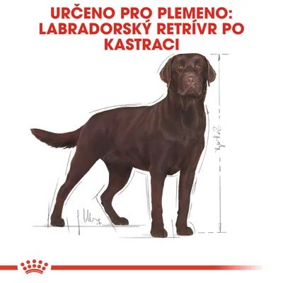 Určeno pro plemeno: labradorský retrívr po kastraci, ilustrace psa s vyznačenými rozměry těla.