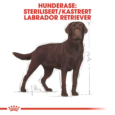 Royal Canin Labrador Retriever Adult Sterilised
