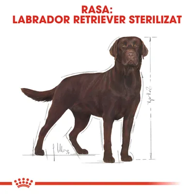 RASA: LABRADOR RETRIEVER STERILIZAT, imagine cu un câine Labrador Retriever maro și schiță de dimensiuni pe fundal alb.