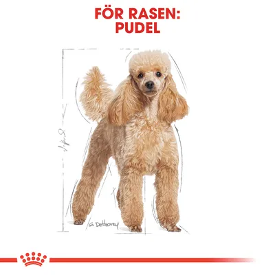 Illustration av en pudel med texten 'FÖR RASEN: PUDEL' ovanför. Skissade linjer och mått syns runt hunden.