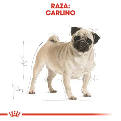 Ilustración de un perro raza Carlino con texto visible: RAZA: CARLINO. Se muestran proporciones corporales y detalles anatómicos del Carlino.
