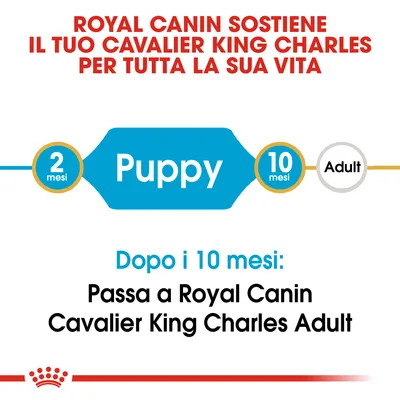 Royal Canin sostiene il tuo Cavalier King Charles per tutta la sua vita. Puppy da 2 a 10 mesi, poi passa a Royal Canin Cavalier King Charles Adult dopo i 10 mesi. Royal Canin sostiene il tuo Cavalier King Charles per tutta la sua vita. Puppy da 2 a 10 mesi, poi passa a Royal Canin Cavalier King Charles Adult dopo i 10 mesi.