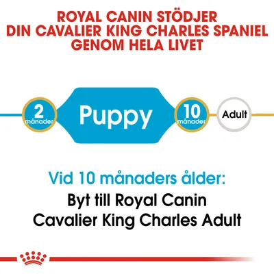 Royal Canin stöder din Cavalier King Charles Spaniel genom hela livet. Vid 10 månaders ålder: Byt till Royal Canin Cavalier King Charles Adult. Puppy från 2 till 10 månader.