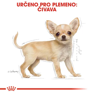 Text: URČENO PRO PLEMENO: ČIVAVA. Ilustrace psa s nápisem, určující produkt pro plemeno čivava.