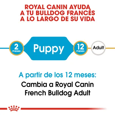 Royal Canin ayuda a tu bulldog francés a lo largo de su vida. Puppy 2–12 meses. A partir de los 12 meses: Cambia a Royal Canin French Bulldog Adult.